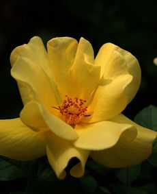 拍了一些花卉 月季專(zhuān)輯 zmf老驥伏櫪