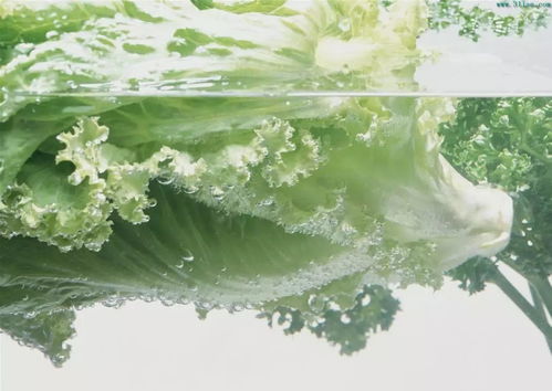 德國科技的多功能食品凈化機(jī),全家人的健康衛(wèi)士